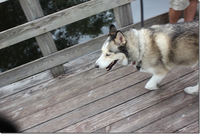 Johnathan Dickinson State Park (11)