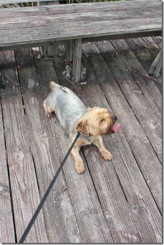 Johnathan Dickinson State Park (10)