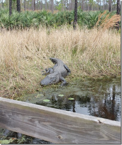 Johnathan Dickinson State Park (26)