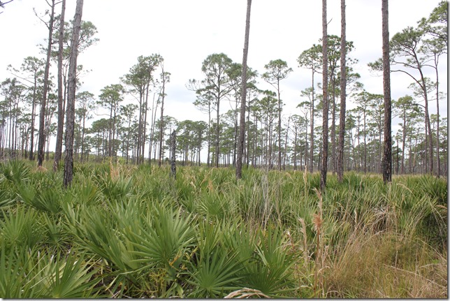 Johnathan Dickinson State Park (2)