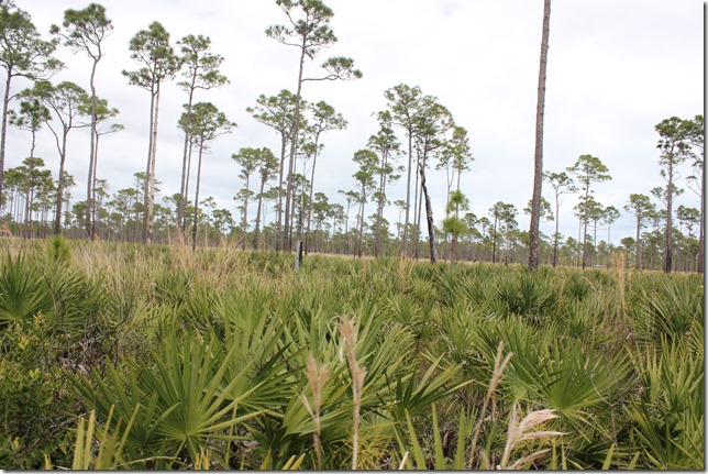Johnathan Dickinson State Park (3)