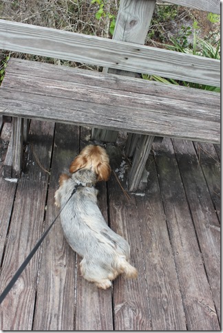 Johnathan Dickinson State Park (12)