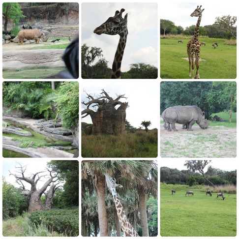 animal kingdom FBF Orlando 2013