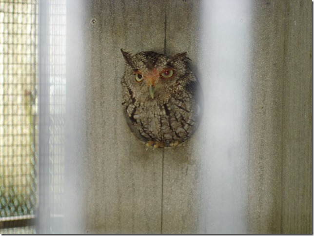 972272_511840462202916_859994666_n