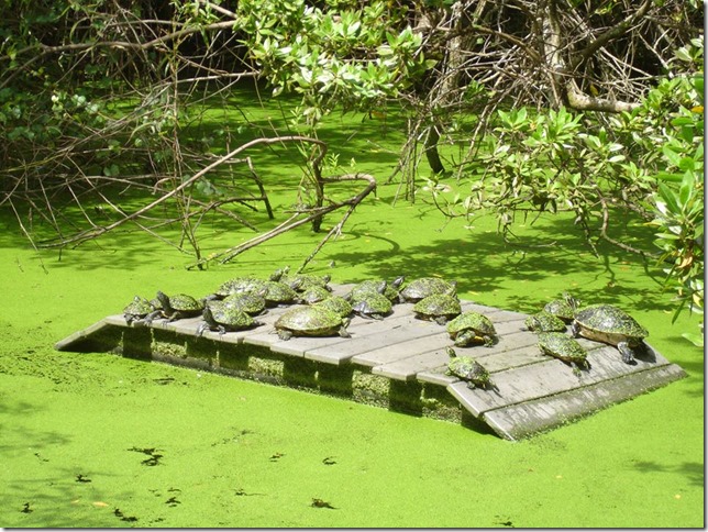 993009_511840605536235_912919162_n