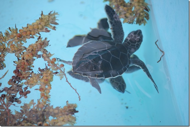 Loggerhead Marine Life Center (12)
