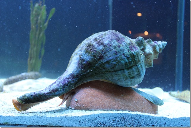 Loggerhead Marine Life Center (25)