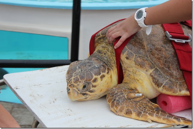 Loggerhead Marine Life Center (28)
