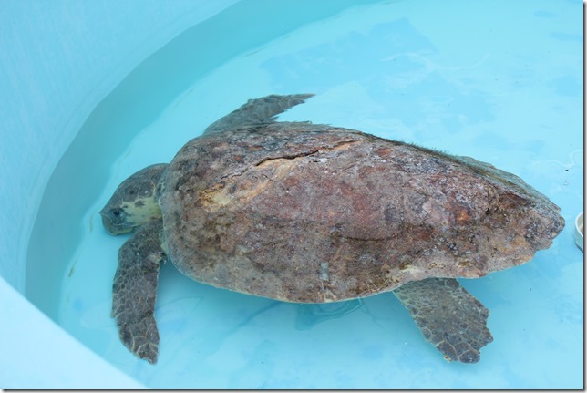 Loggerhead Marine Life Center (30)