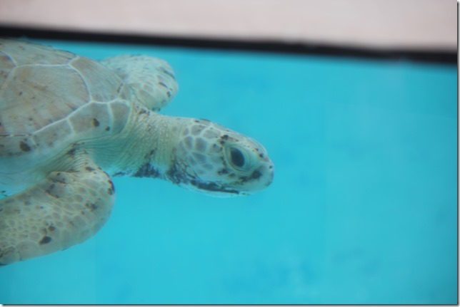 Loggerhead Marine Life Center (18)