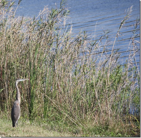 Lake Okeechobee (12)