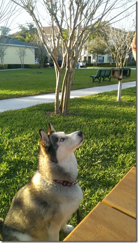 Husky