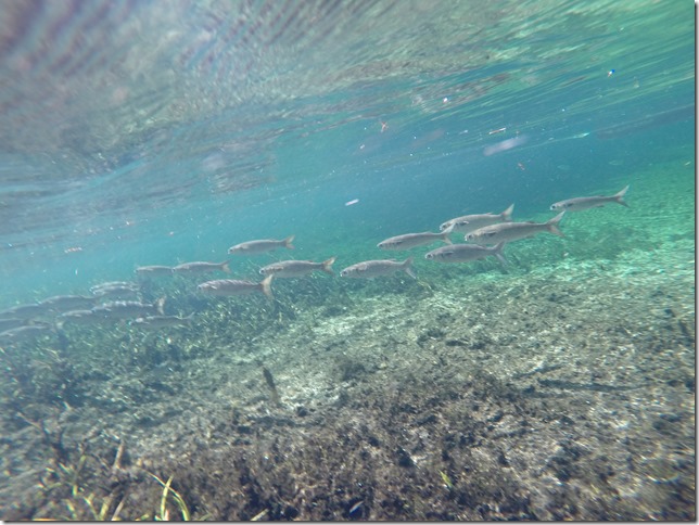 Ichetucknee Camping Trip 2014 (6)