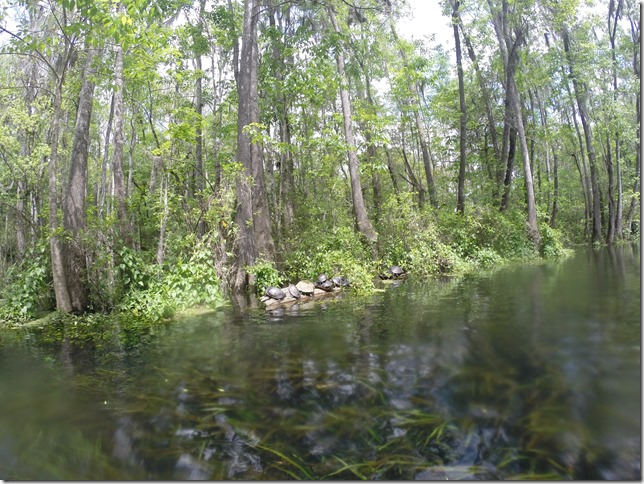 Ichetucknee Camping Trip 2014 (45)