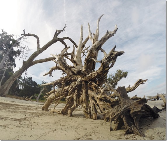 Jekyll Island GA Driftwood Beach (13)