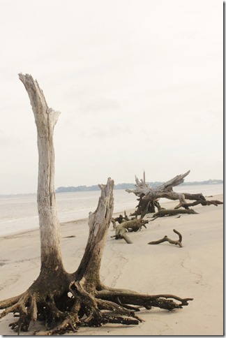Jekyll Island GA Driftwood Beach (26)