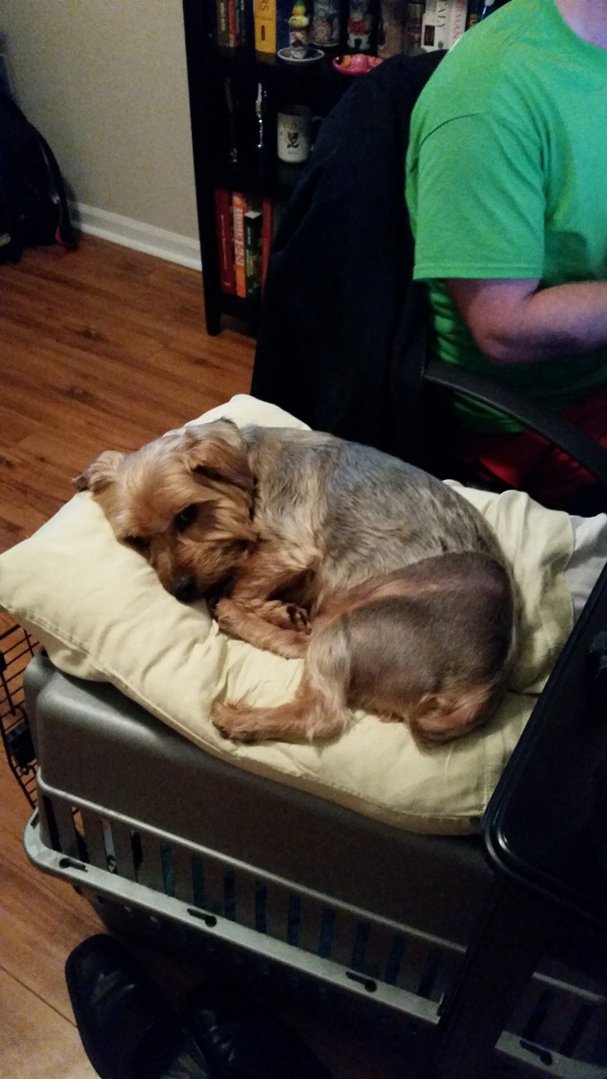 Photo A Day- Life Food and Beer