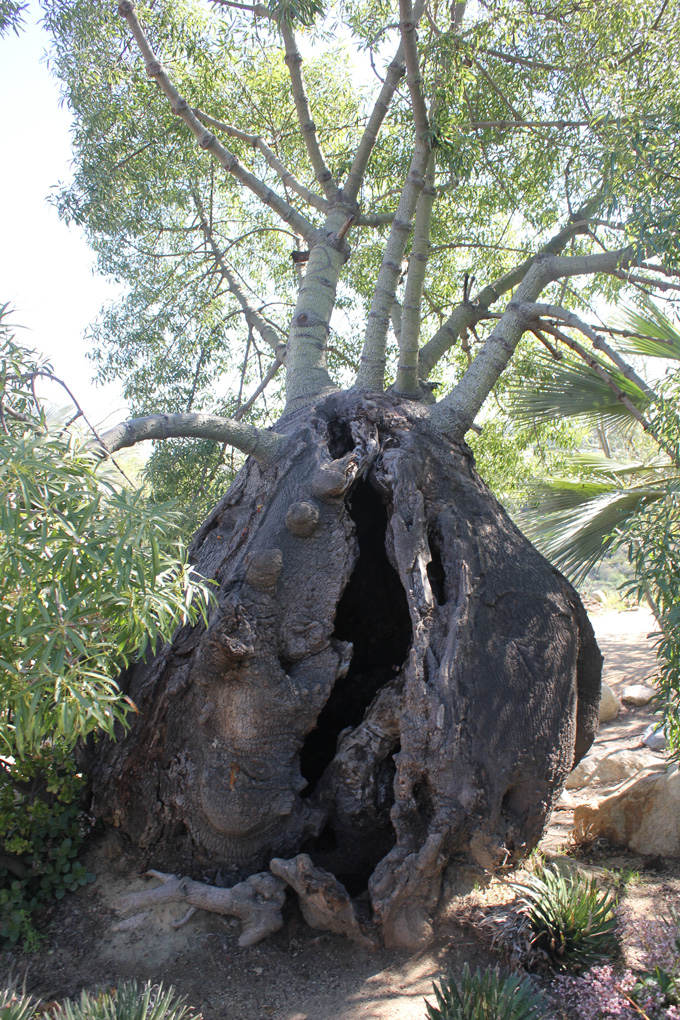Balboa Park- Life Food and Beer