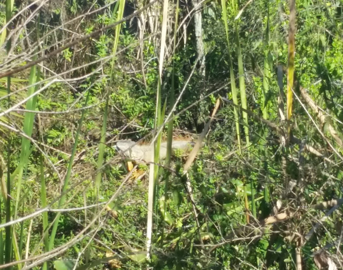 Photo A Day Life Food and Beer