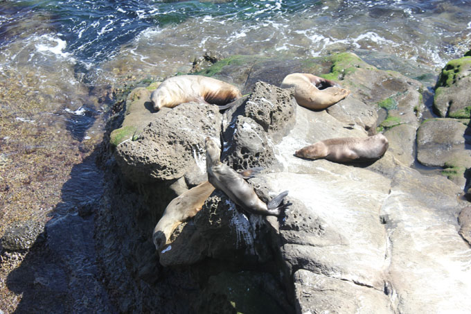 La Jolla Cove- Life Food and Beer