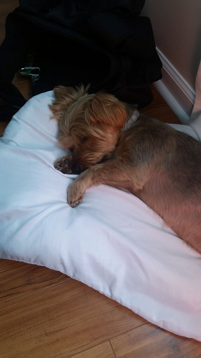 Photo A Day- Life Food and Beer