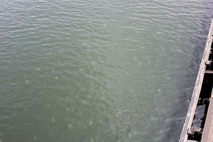 Exploring Boston- Life Food and Beer